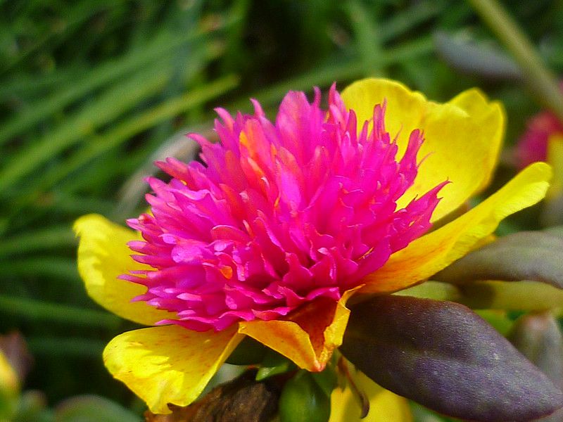 इन्द्रवंशा