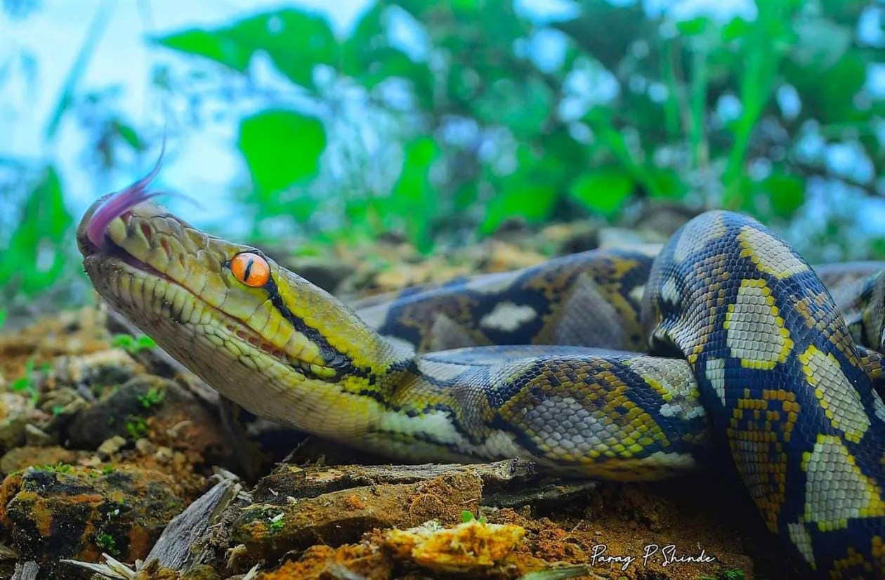 भुजङ्गप्रयात